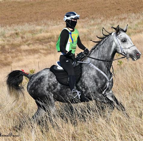 equistash horse tack.